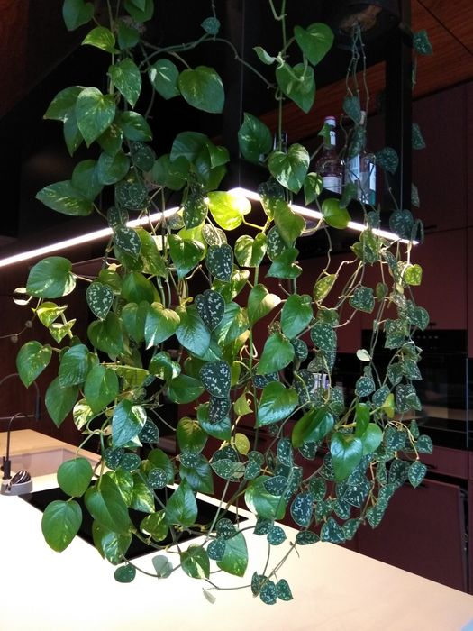 Професійний догляд за кімнатними рослинами фітостінами Лікування