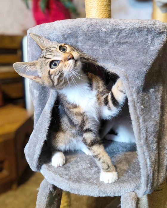 Котик мармурового окрасу в добрі руки! Йому 3місяці