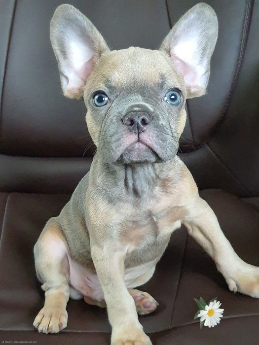 Найкращі цуценята хлопчик та дівчинка