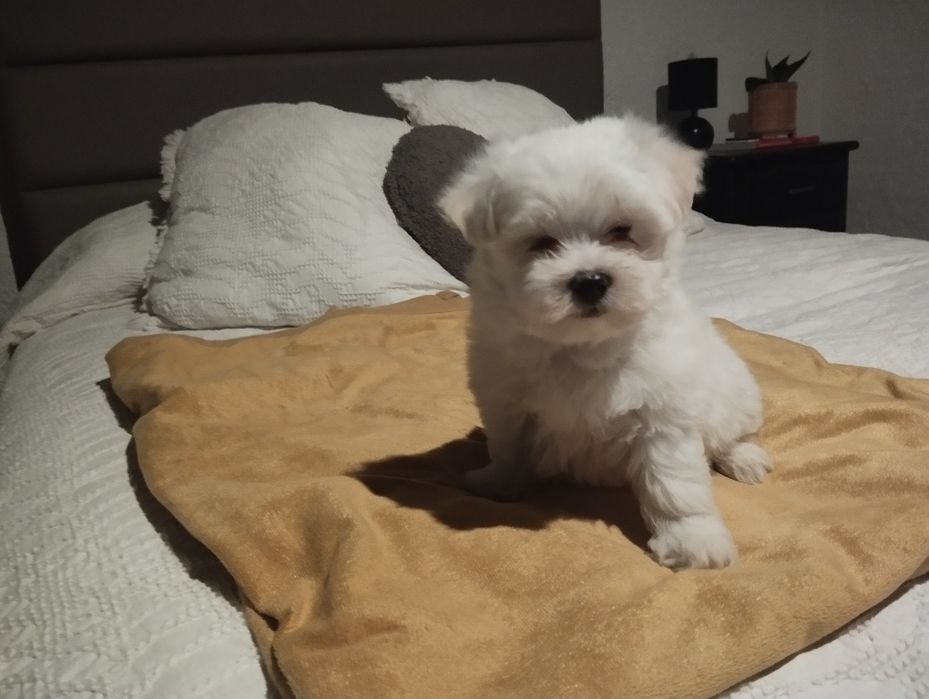 Bichon maltês macho