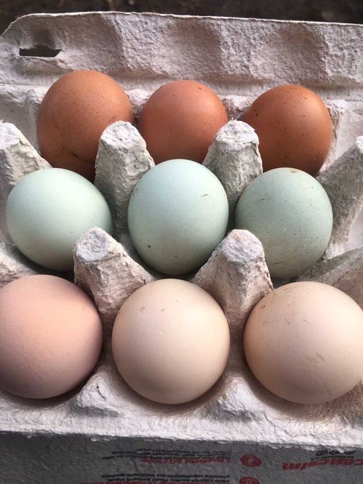 Інкубаційні яйця Амераукана