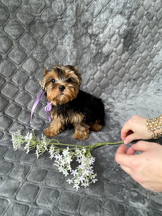 Йорки гарнесенькі