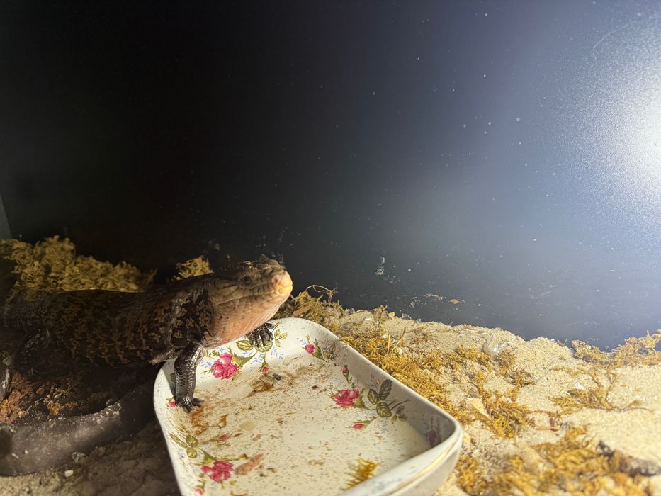 Jaszczurka Scynk olbrzymi