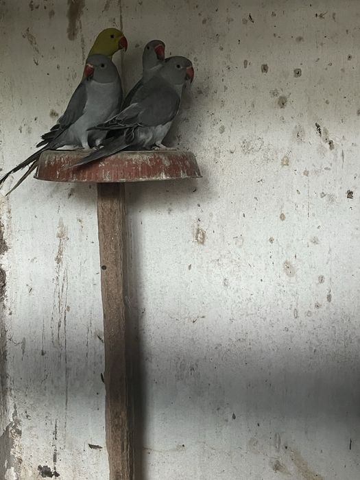 Ringnecks cinzentos 2025