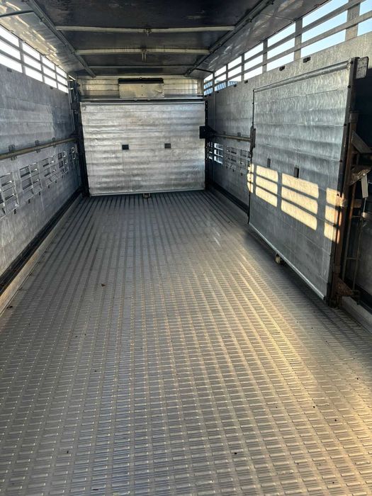 Scania do przewozu bydła