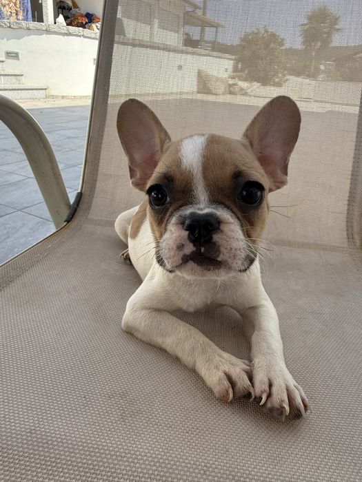 Bulldog francês menina