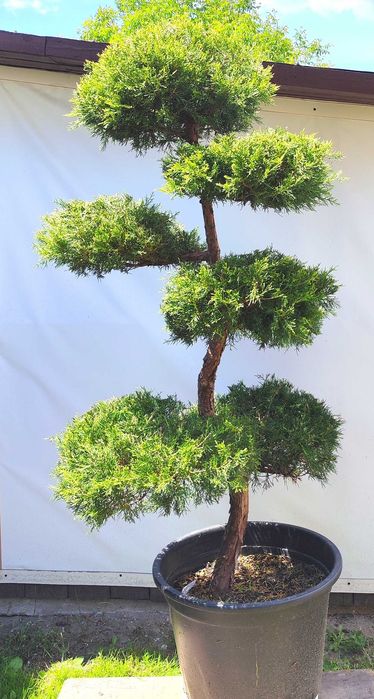 Bonsai Niwaki jałowiec chiński Kuriwao Gold Wysyłka GRATIS!! Cała Polska