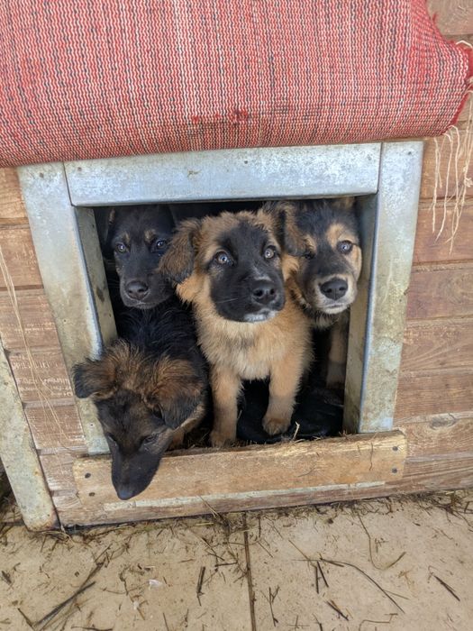 Щенята 8 хлопчики та дівчатка шукають родини