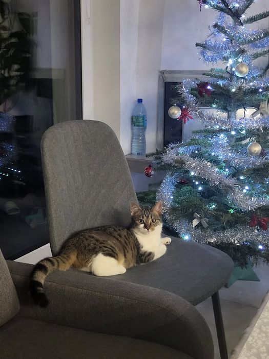 Koteczka i bury kocurek szukają domku na Śląsku