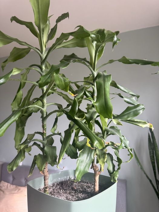 Квіти, вазон, квітка, рослина, кімнатні рослини