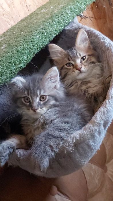 Купити котика мейн куна в Сумах