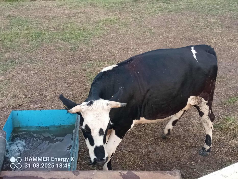 Sprzedam cielną jałówke