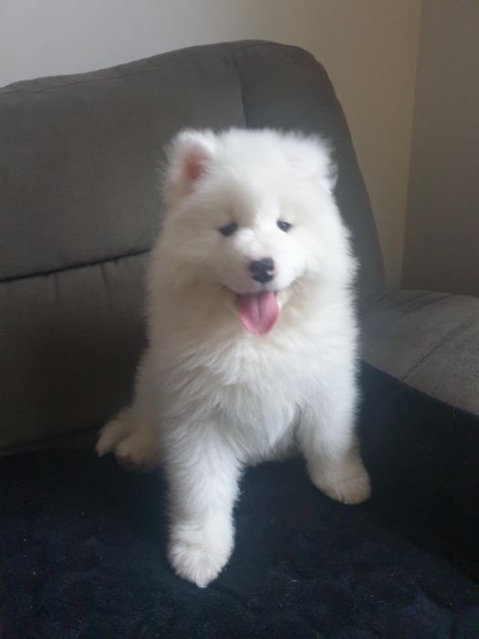 Samoyed Samojed szczeniak