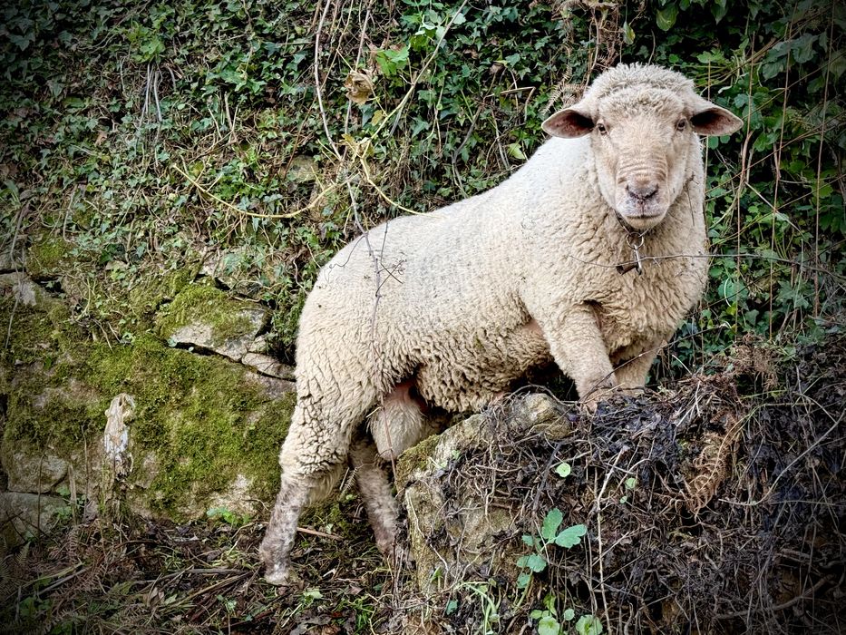 Carneiro e ovelhas