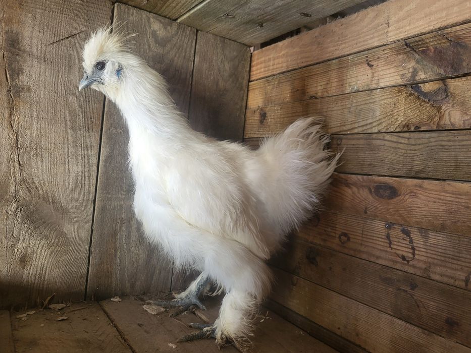 Silki białe  koguty