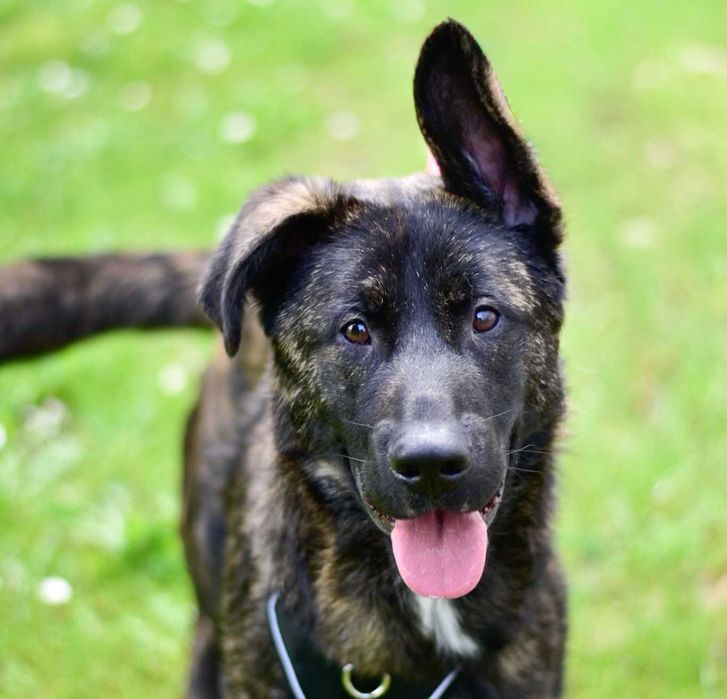 Leo - młody pies w typie owczarka niemieckiego i holenderskiego do adopcji!