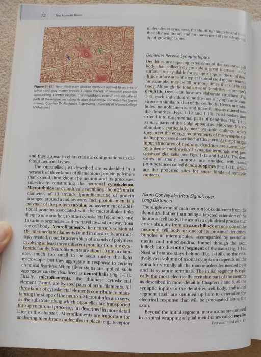 Livro de Neuroanatomia - The Human Brain - Funcional Anatomy -  Nolte