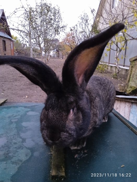 Більгійський велетень.