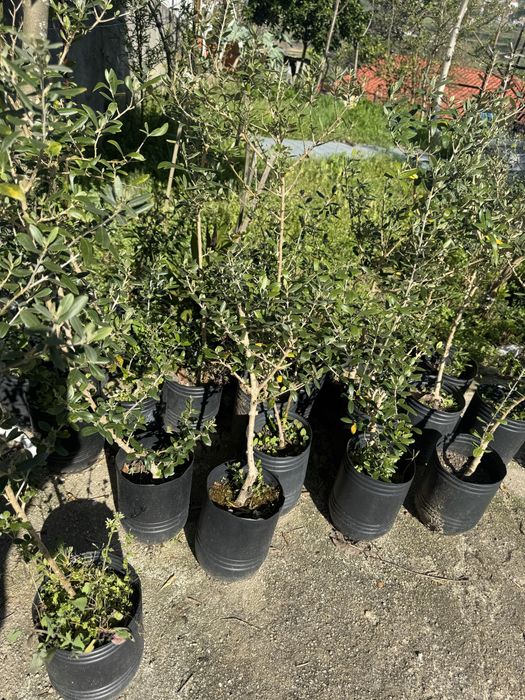 Oliveiras jovens à venda - Plantas resistentes e faceis de cuidar