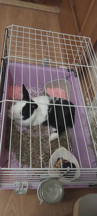 Декоративний кролик безкоштовно