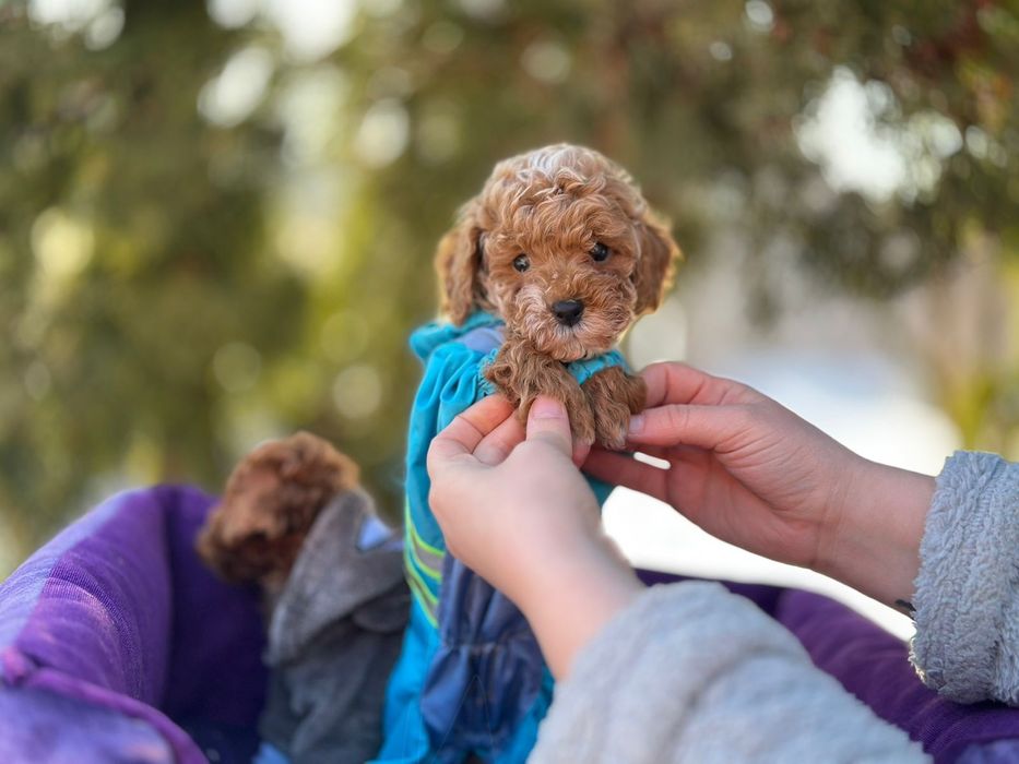 Мальтипу песики. Собачки малесенькі гарненькі. Мальтипу