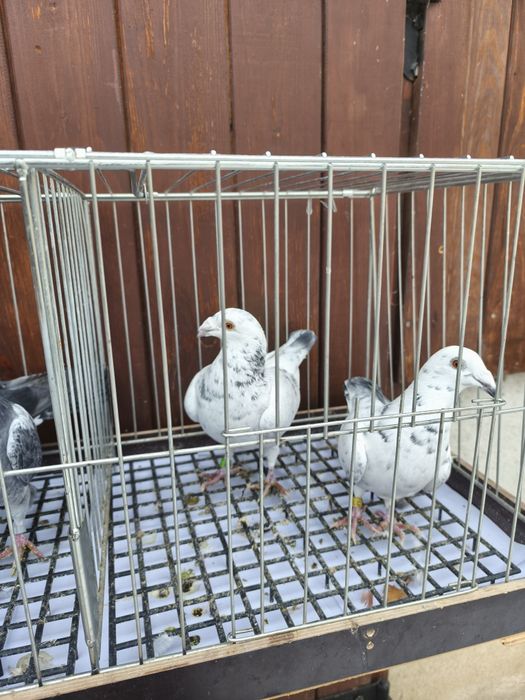 Mam do sprzedania gołębie.