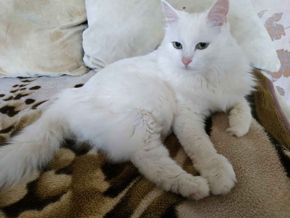 Зоогостиница  для кошек и котов\передержка.