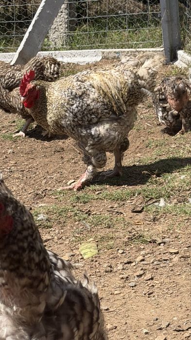 Vende-se casal ou trio de leghorn, Pedres, Cornish, la bresse Gauloise, Jersey Gigante, Malines