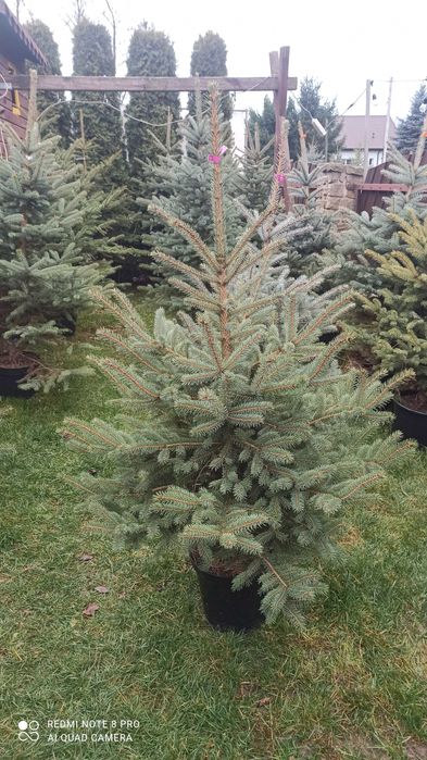 Choinki świąteczne świerk jodła