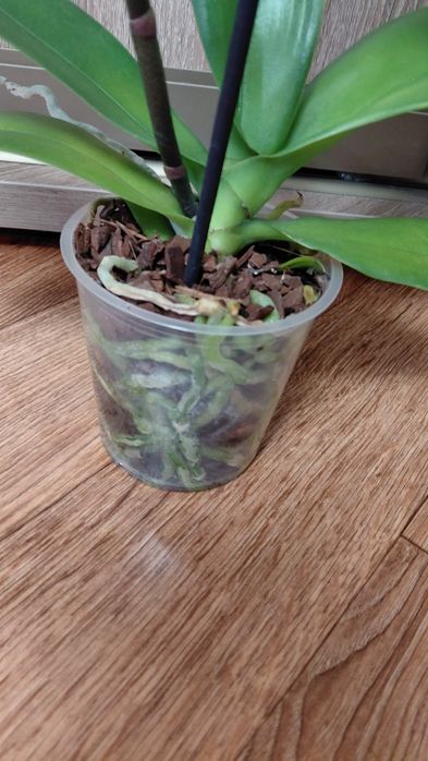 Продам орхидею -фаленопсис