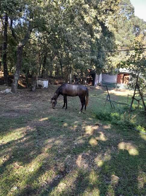 Rubim, cavalo lusitano com 2 anos de idade