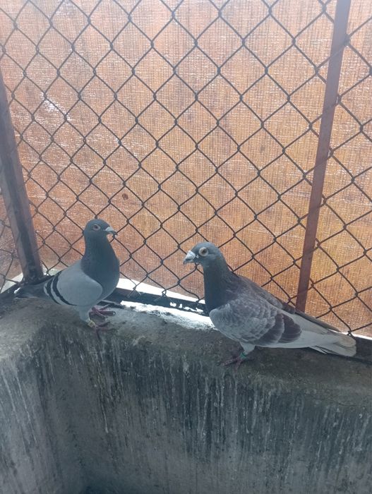 Pombos Correios em Braga