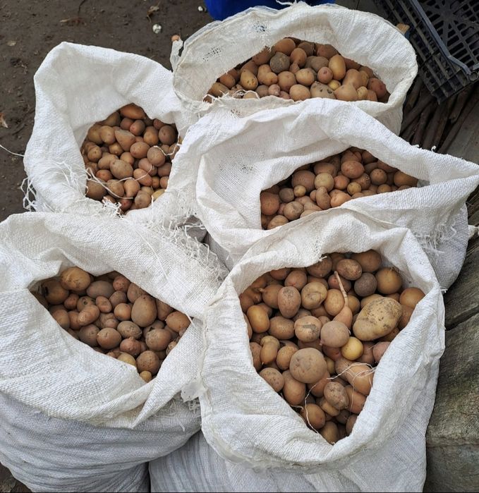 продається картопля на корм
