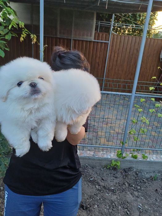 Два белоснежных облачка.