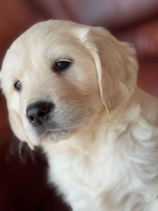 Golden Retriever - szczeniak