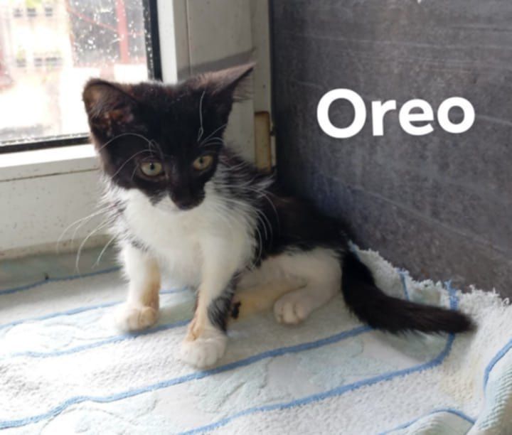 Kociaczki do Adopcji