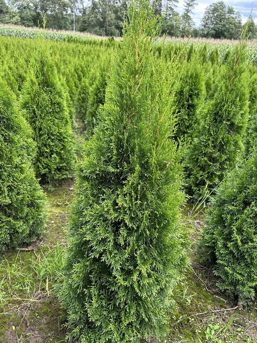 Gęsta tuja szmaragd 110-120 cm