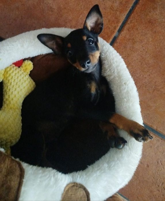 Pinscher pequeno