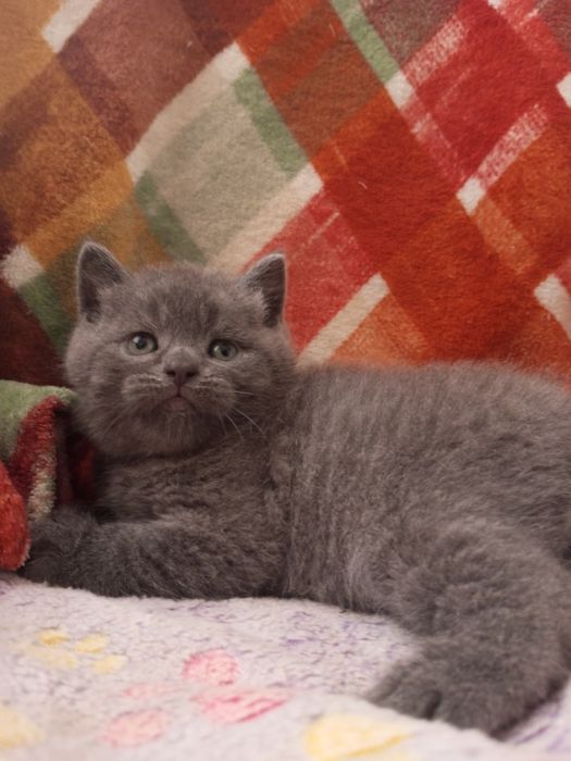 Шотландские котята