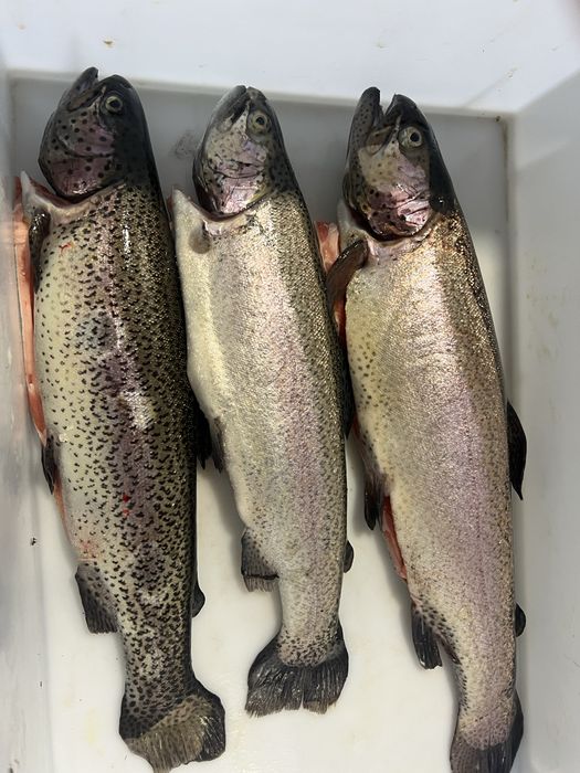 Форель охолодженна та морожена оптова продажа