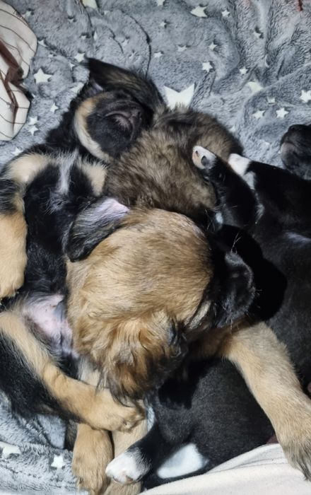 Отдам щенков в хорошие надёжные руки