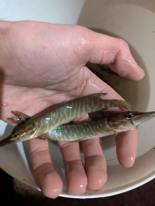 Щука жива,жвава..