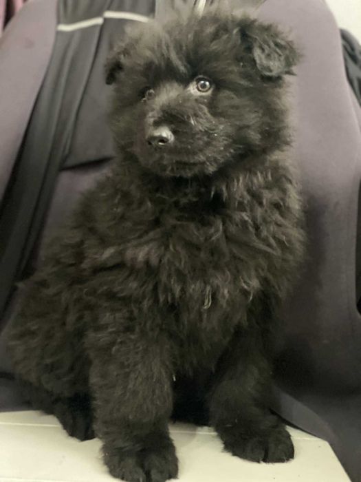 Psy rasy owczarek niemiecki długowłosy