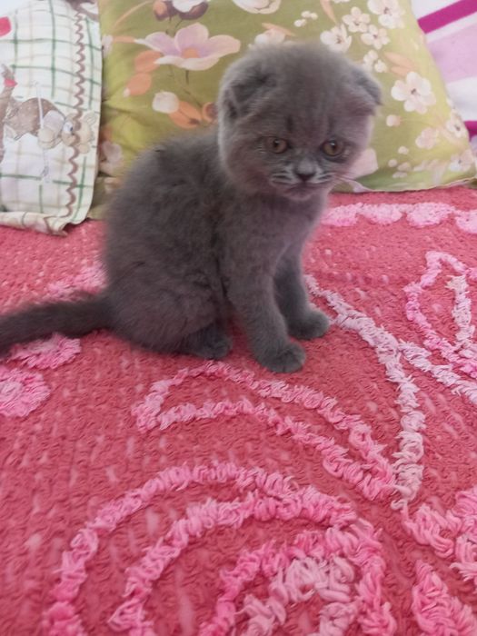 Scottish Fold Azul