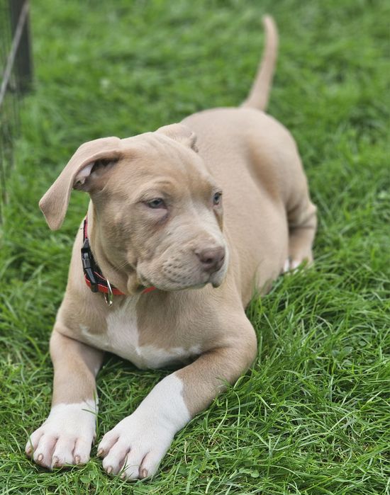 Piękny pies american bully xl