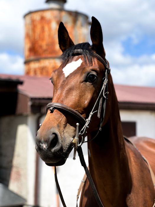 3-letnia klacz do sportu po Ashford old. z matki po Le Duc sp.