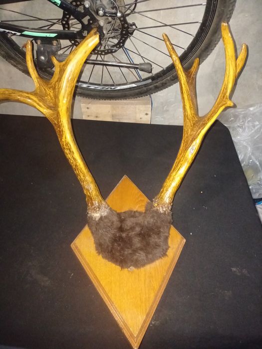 Оленьи рога на подставке