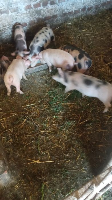 Продам маленьких поросят
