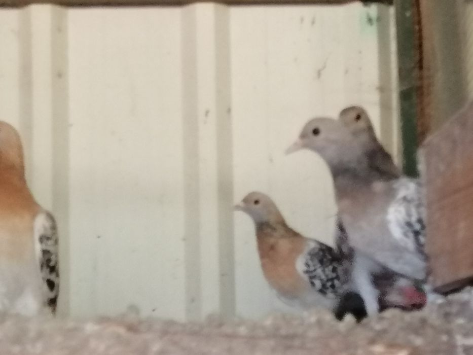 Pombas Viuvinhas e Calhandras (casais)