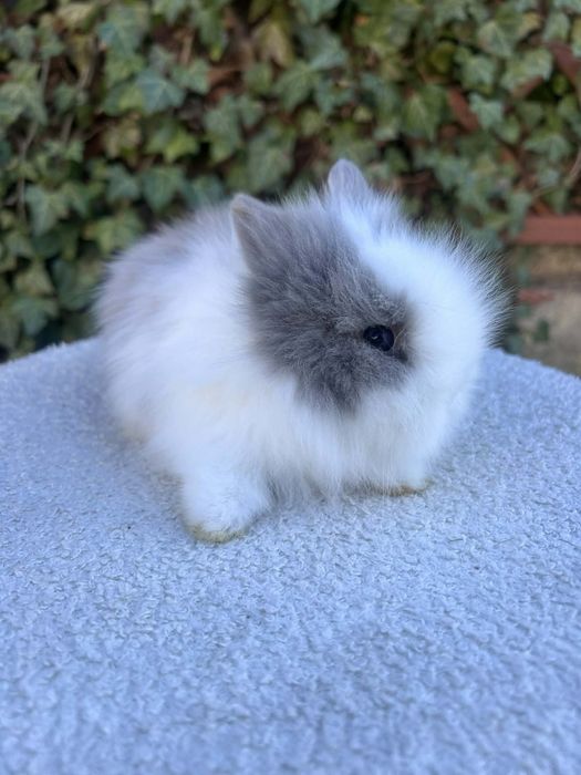 Króliczek Karzełek Teddy mini króliki metryka
